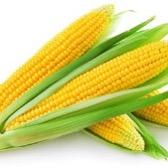 三只玉米🌽