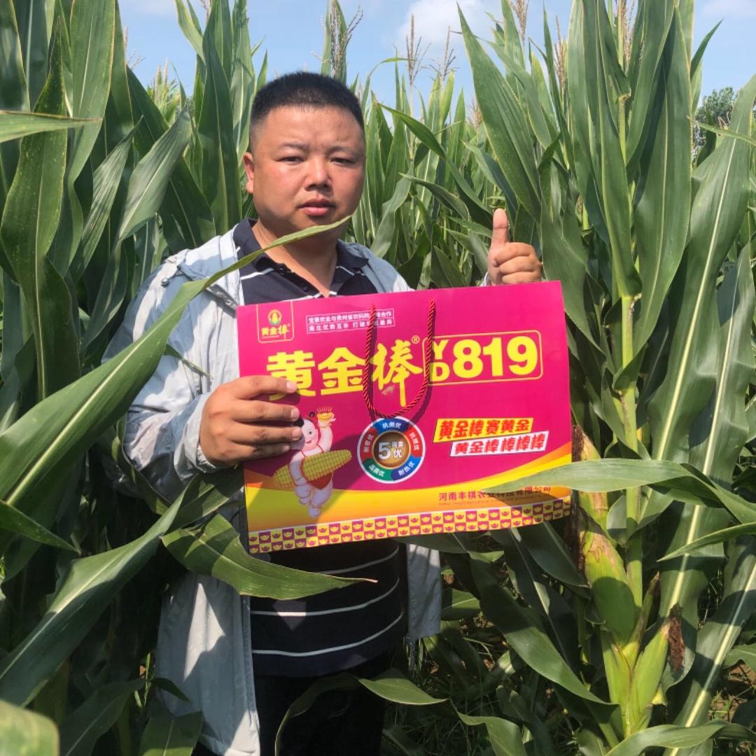 丰祺玉米苏