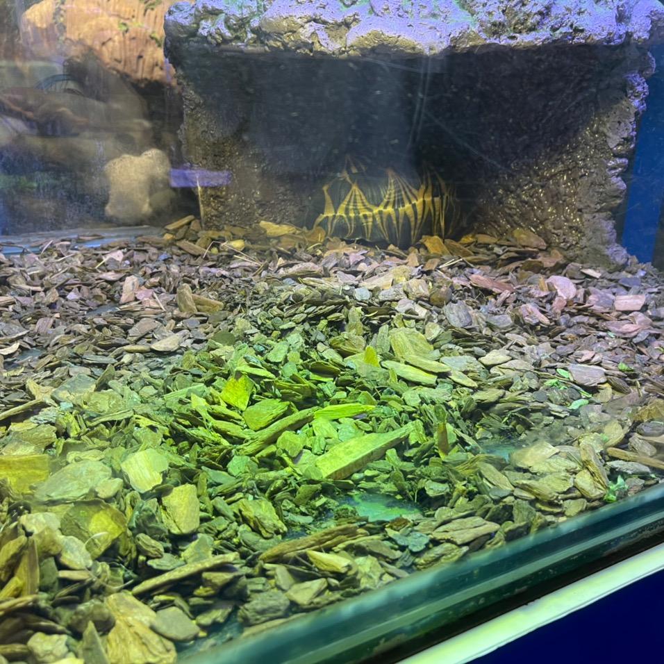 認定了就用心追尋（橱窗分享好物）