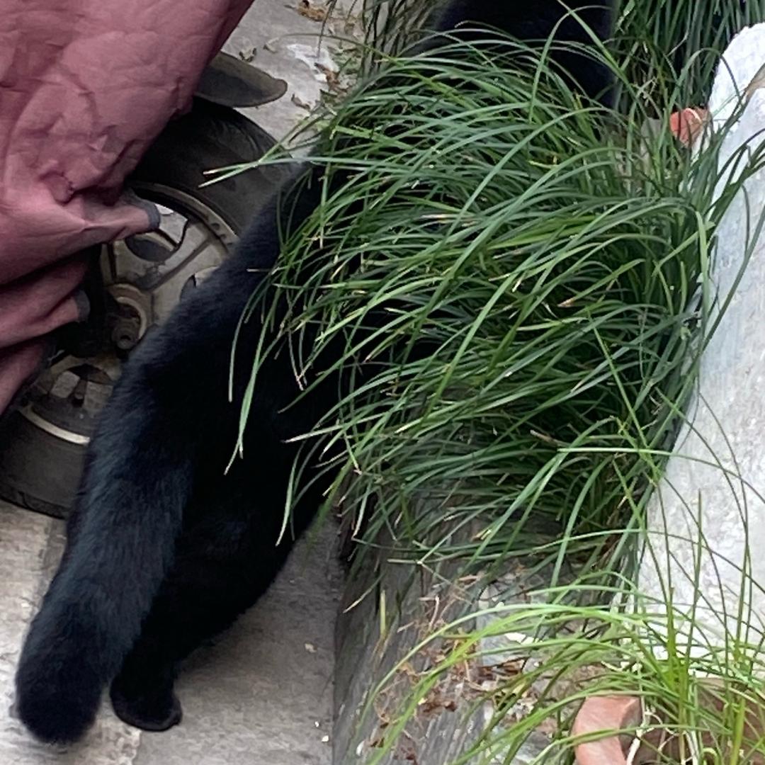 我要杀狗头家族