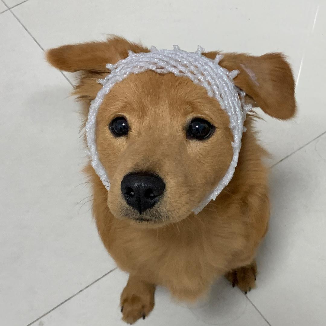 菠萝菠萝菠萝！