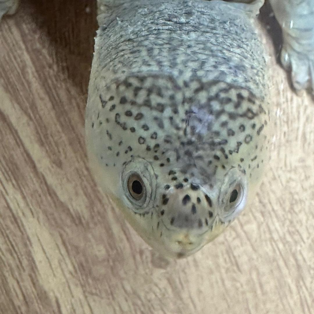 海口万顺龟业养殖场