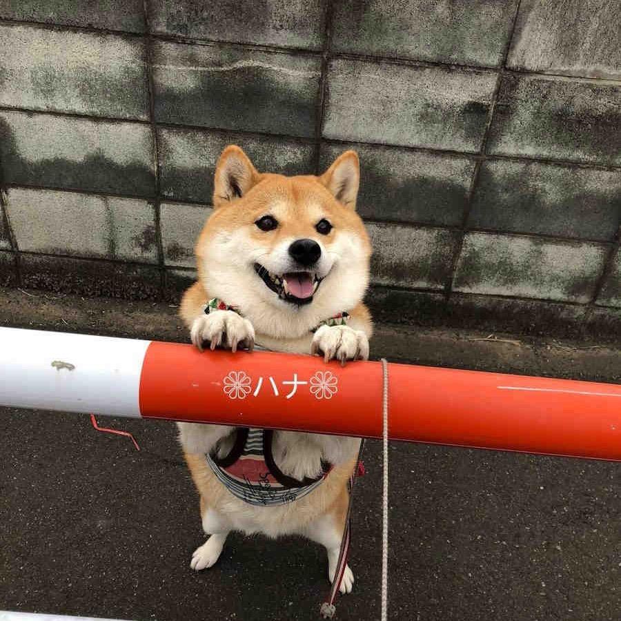 柴柴回来了吗