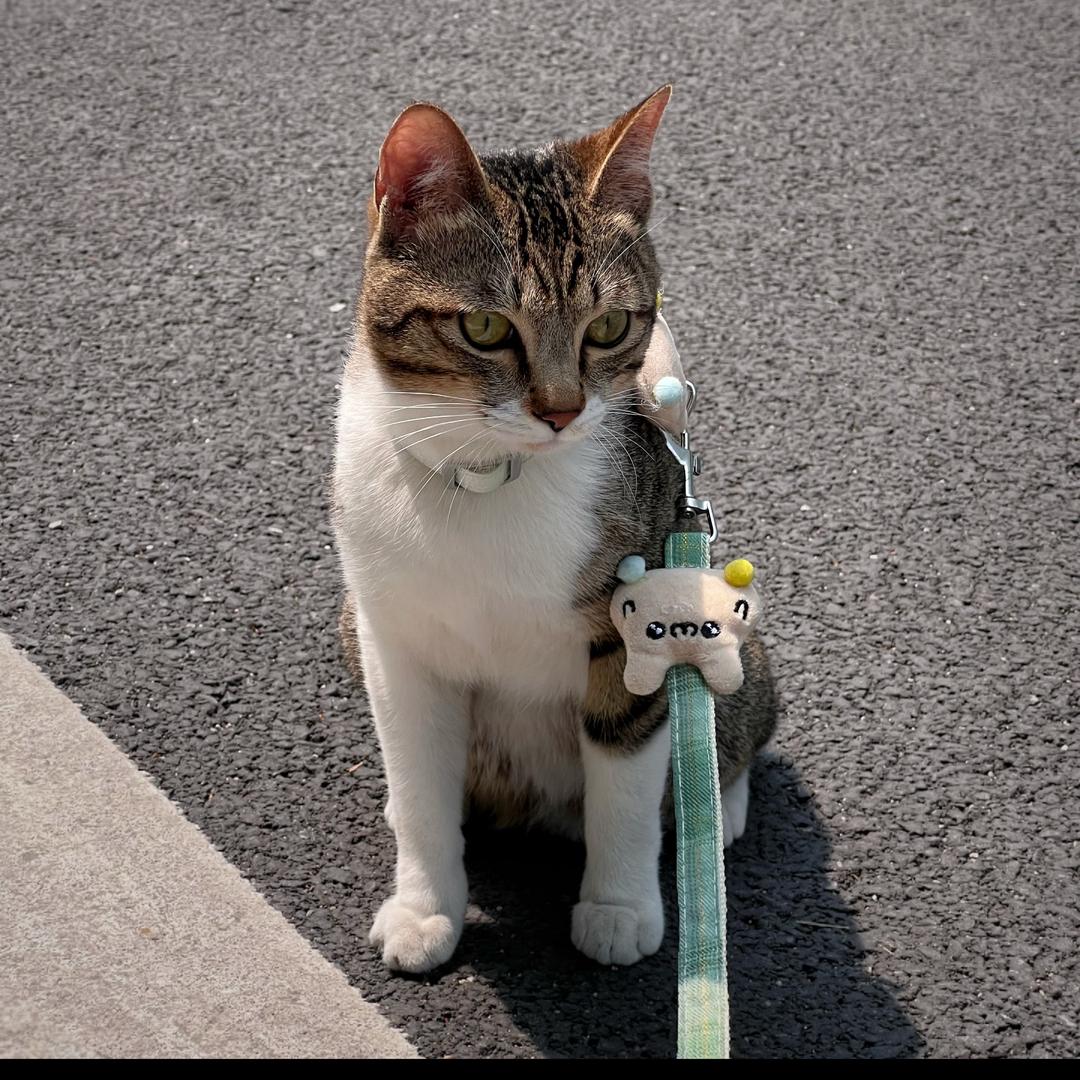 小猪咪钱来