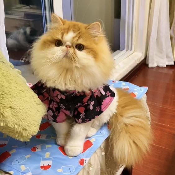 小蚊子