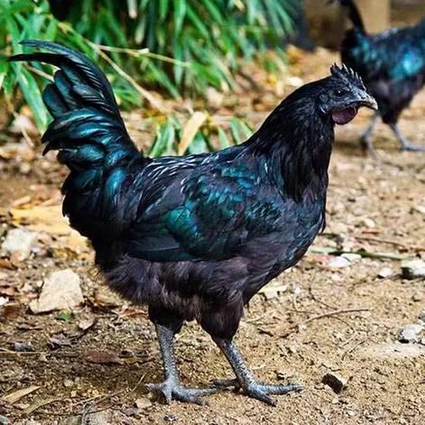 老王农产品经营部