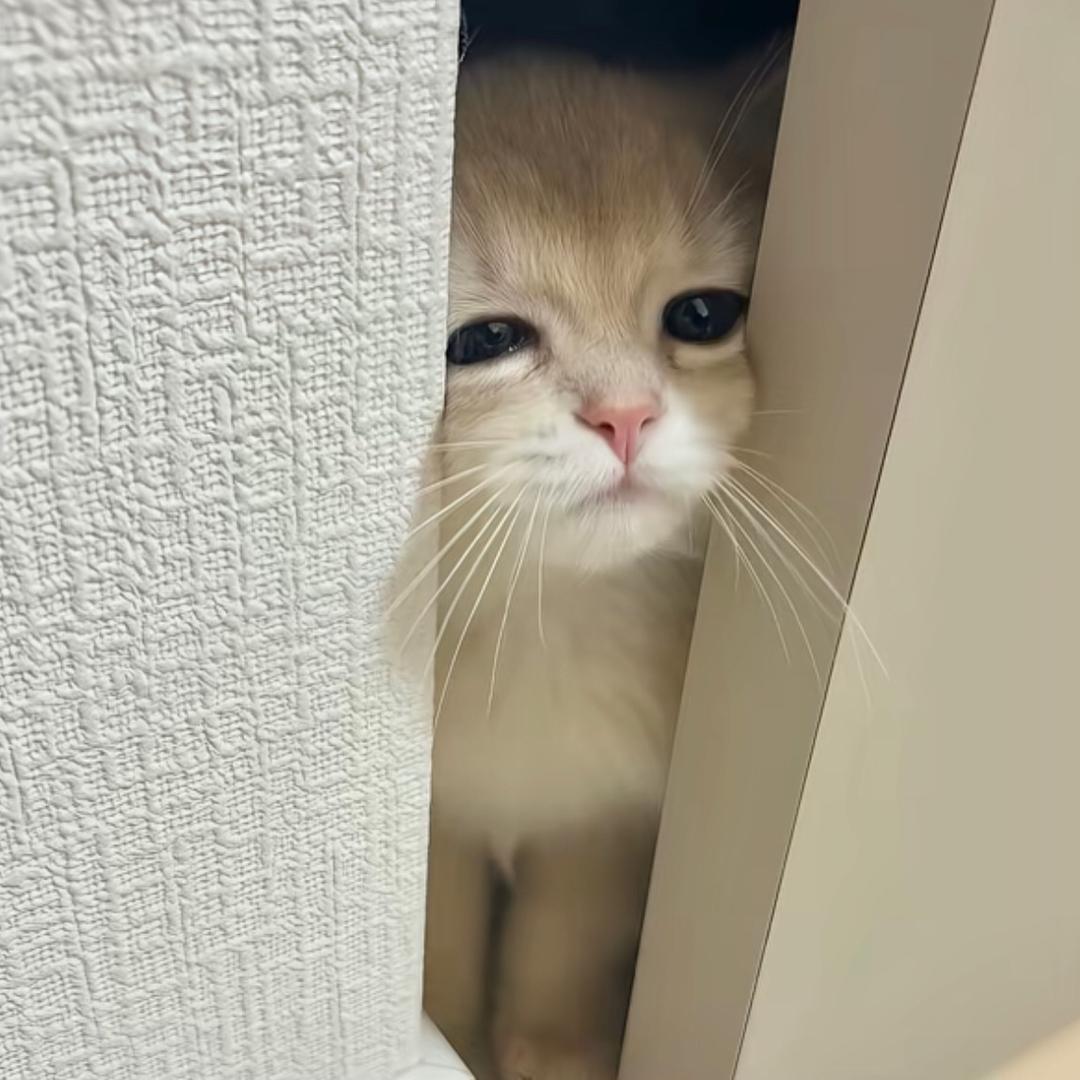 蛋蛋卷
