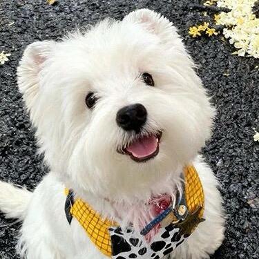 忧伤的脆皮窝瓜💭