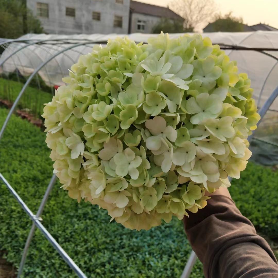 天天看鲜花