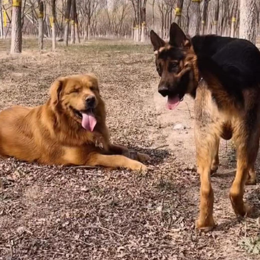 憨憨金和帅帅银@抖音