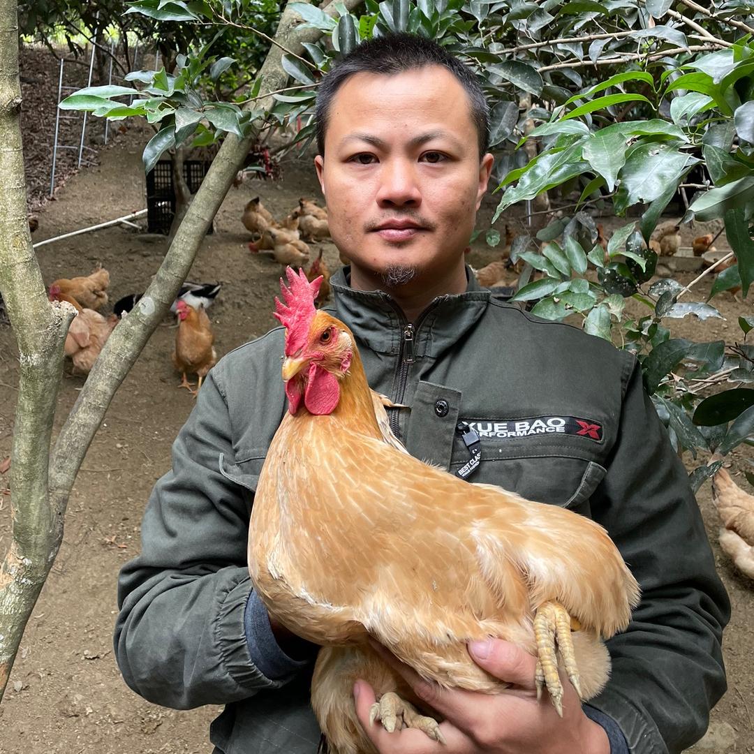飞叔果园走地鸡129一只
