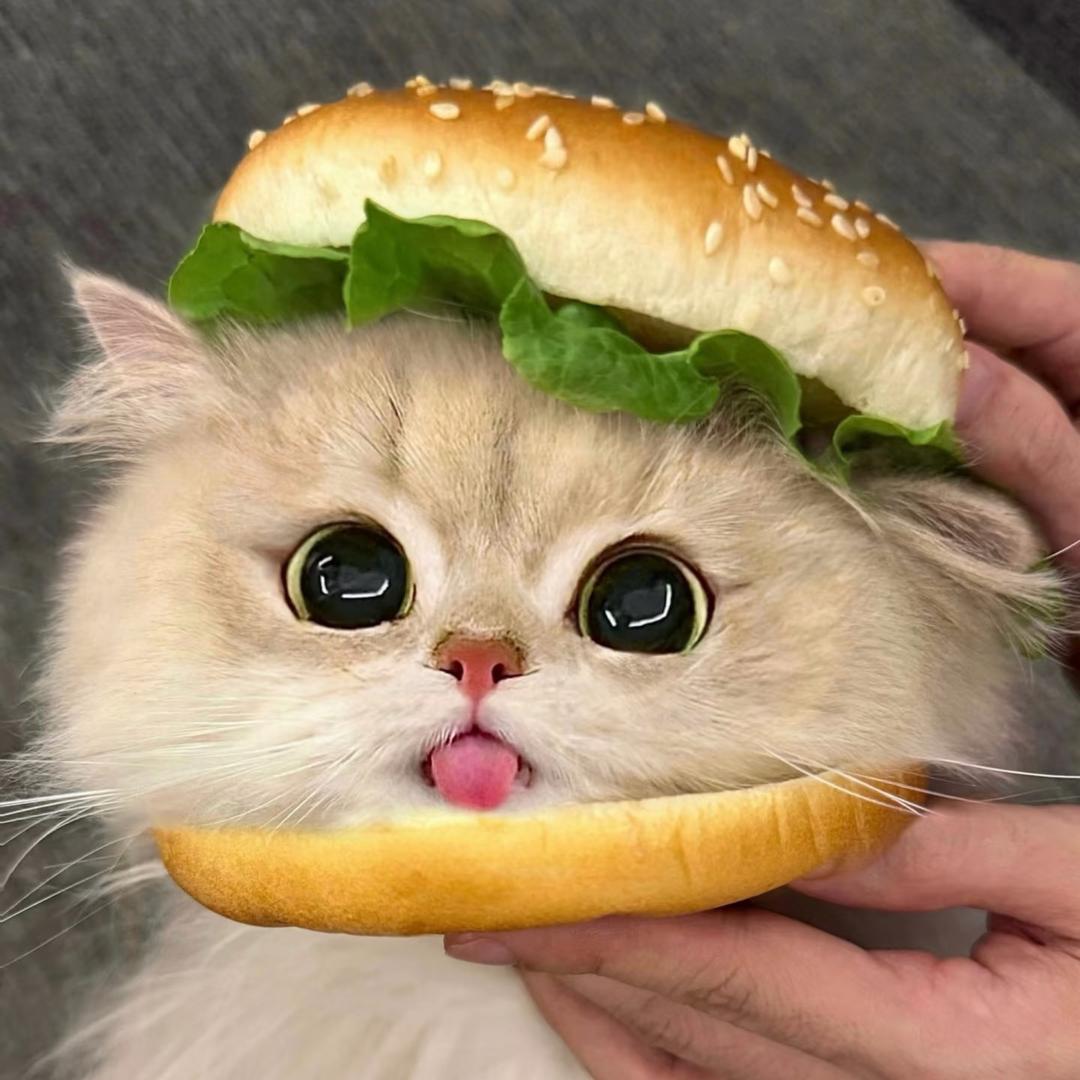 无敌汉堡包🍔