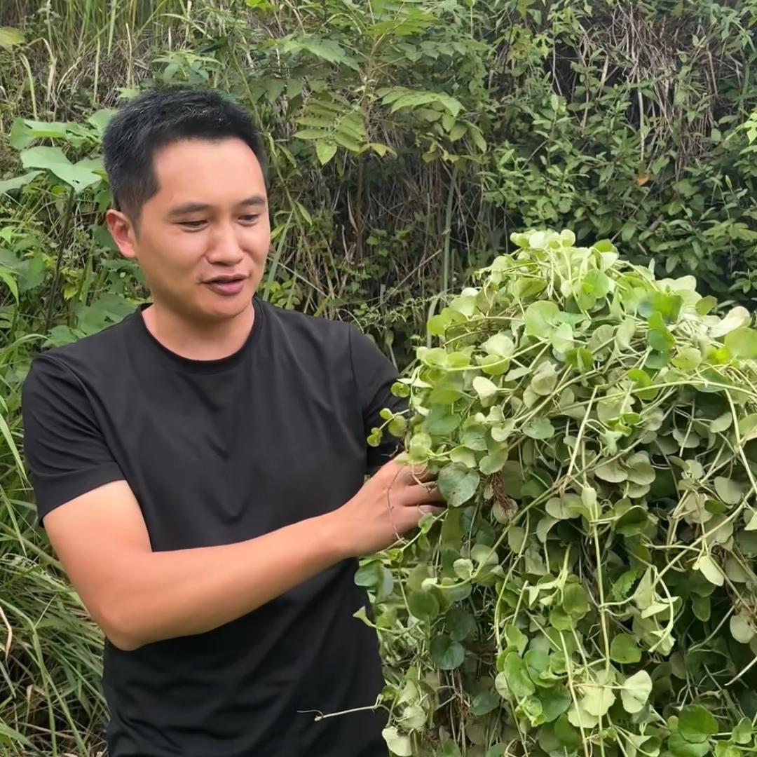 财哥中草（订单种植）