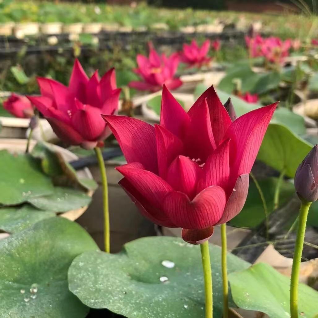 建国碗莲苑-小阿楠👉荷你有约，为荷而来