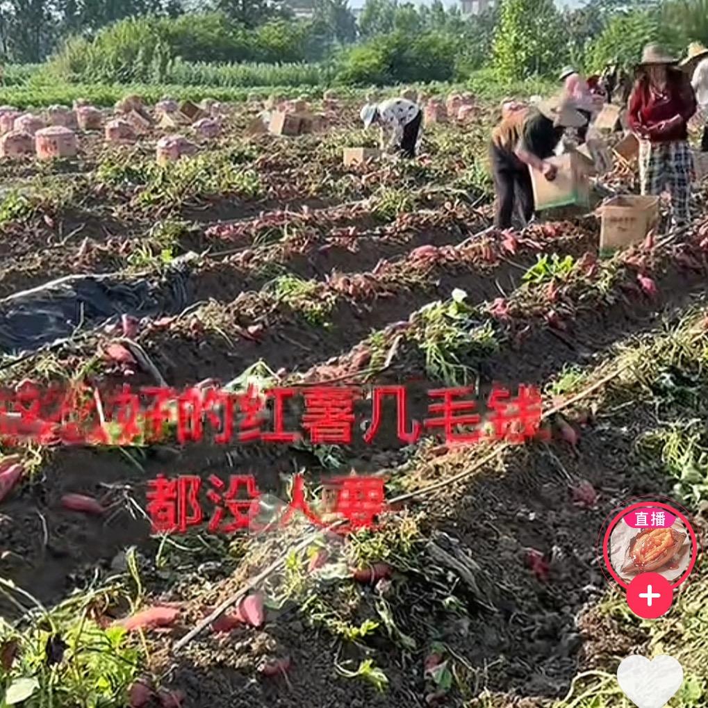 红薯