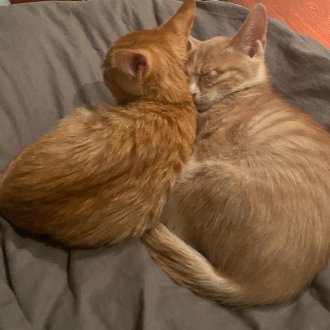 猛虎🐱