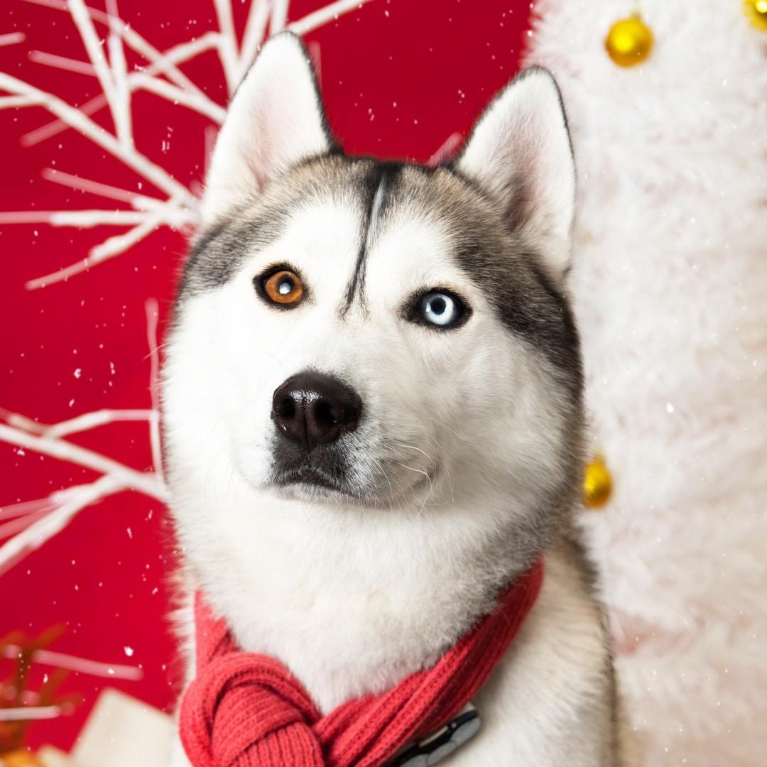 修狗宠物（训犬教育）