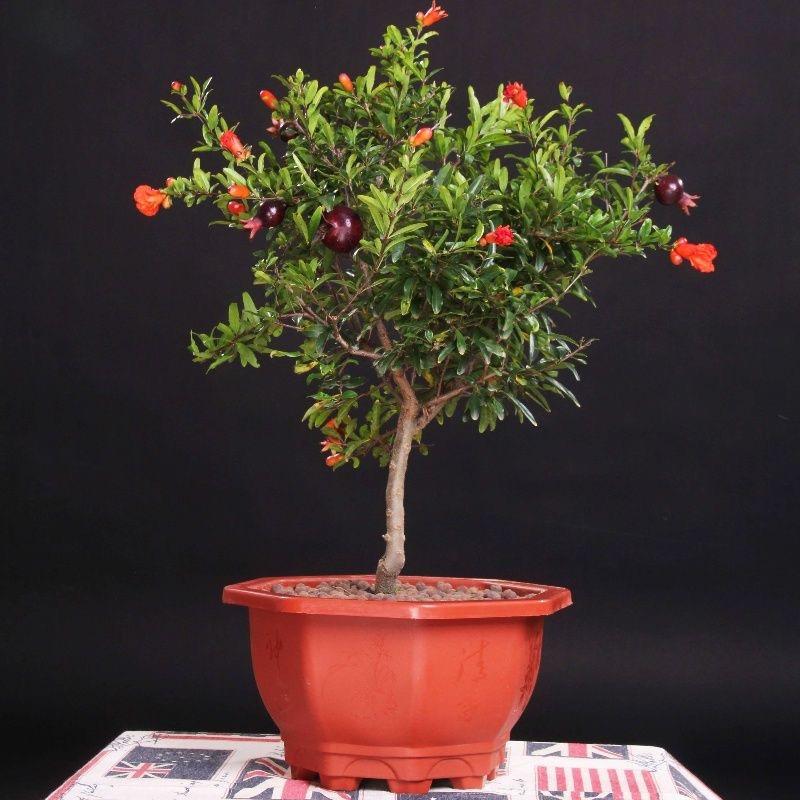 蒙英果树苗木专营店