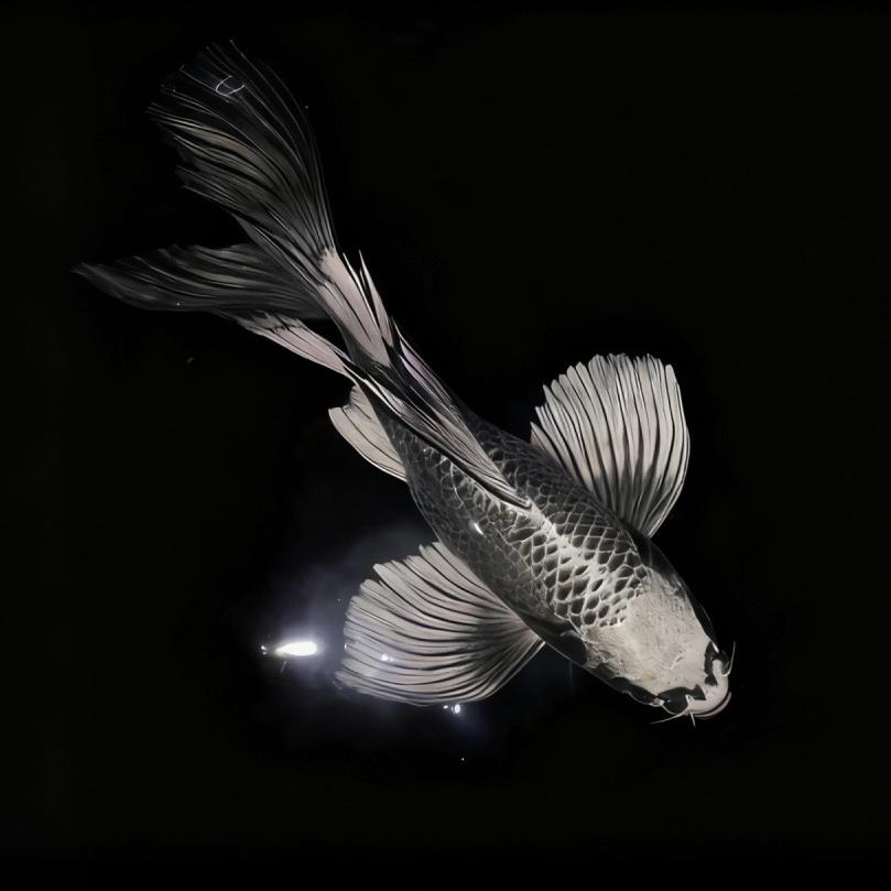 豫中鲤跃观赏鱼