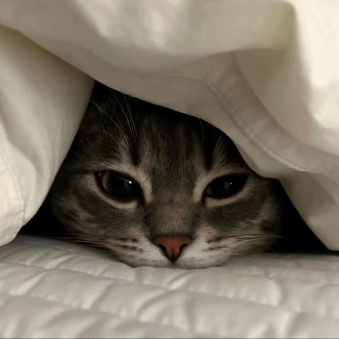 提拉米苏🐈🐟