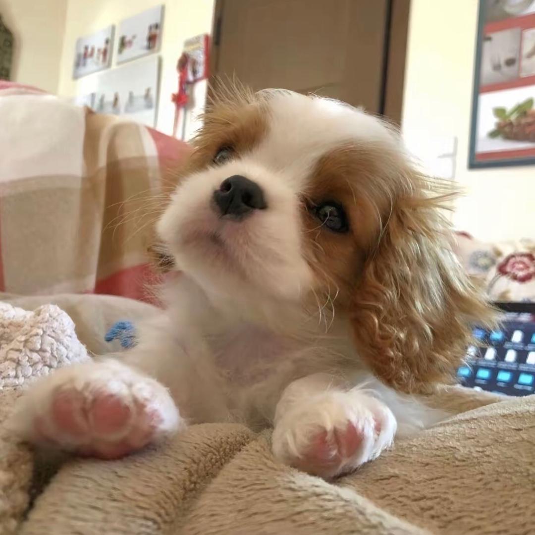 我是雪顶泡芙