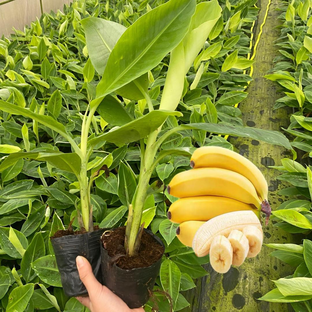 好果临慧慧林木专卖店