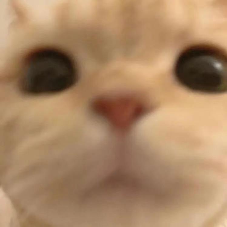 meme猫中队长