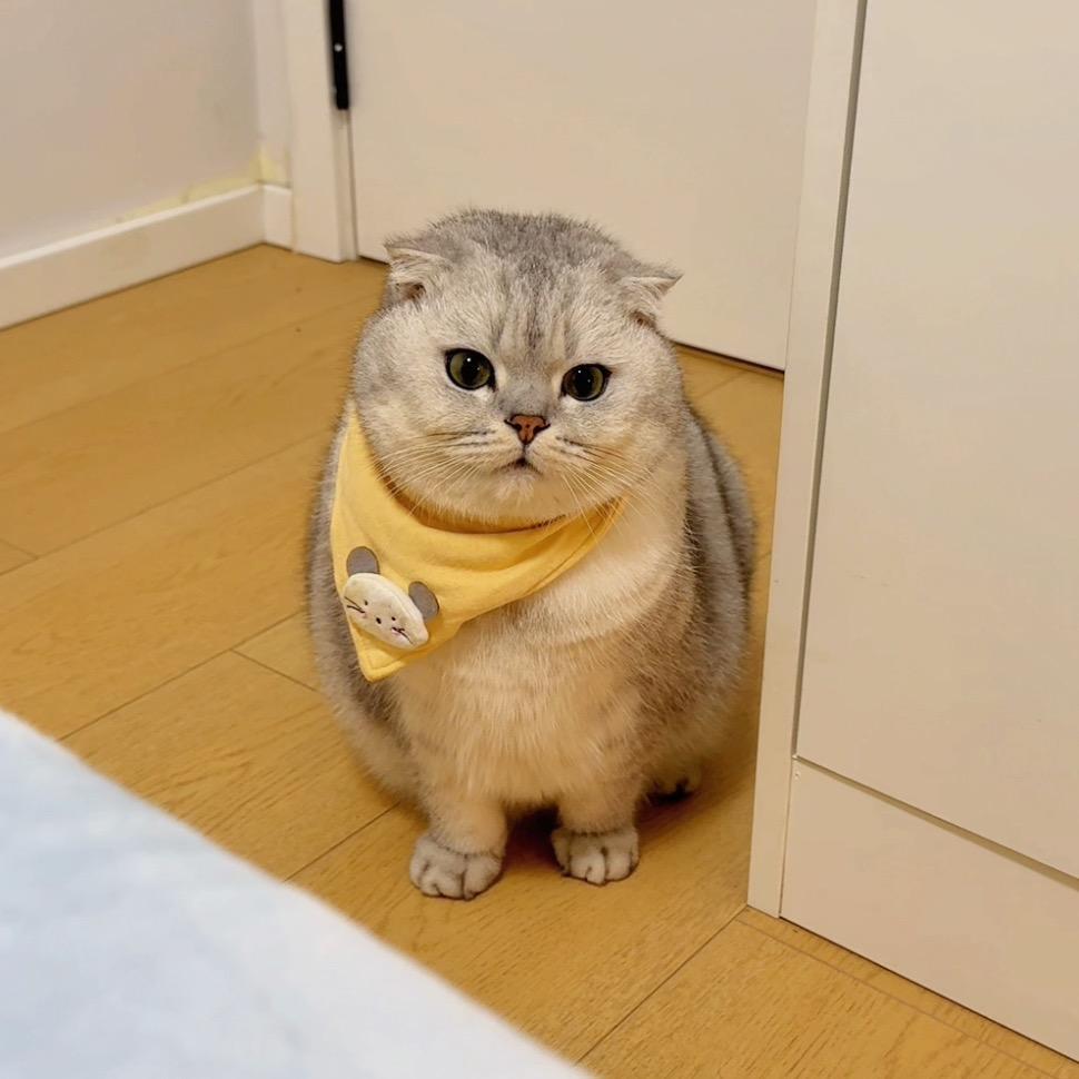 怪怪酱🧀