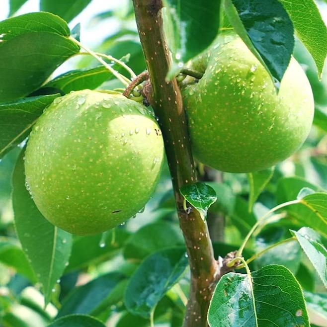 盐城市大丰区梨花圩农业发展有限公司