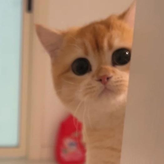 芳糖