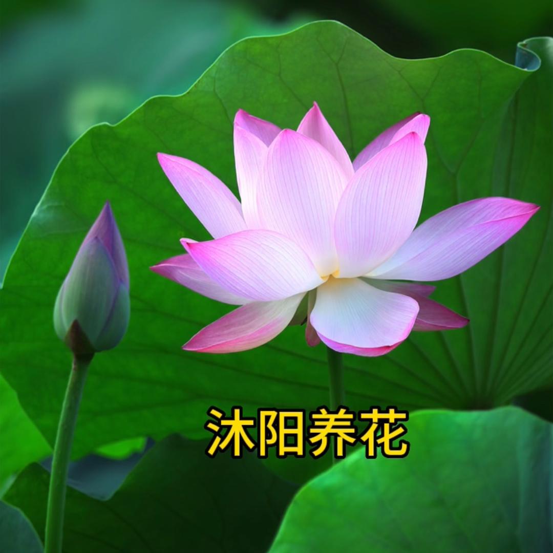 沐阳养花