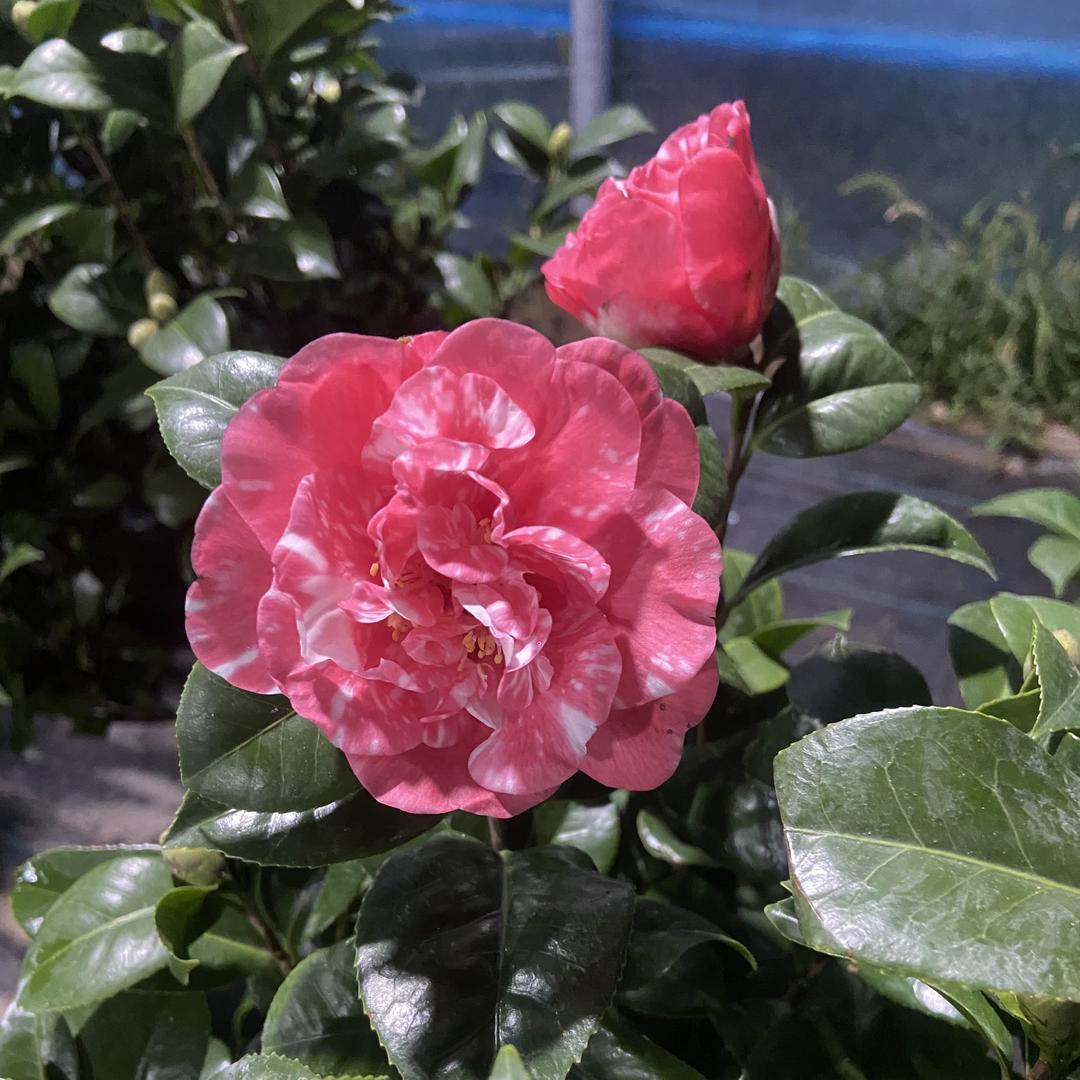 茶花园艺绿植花卉