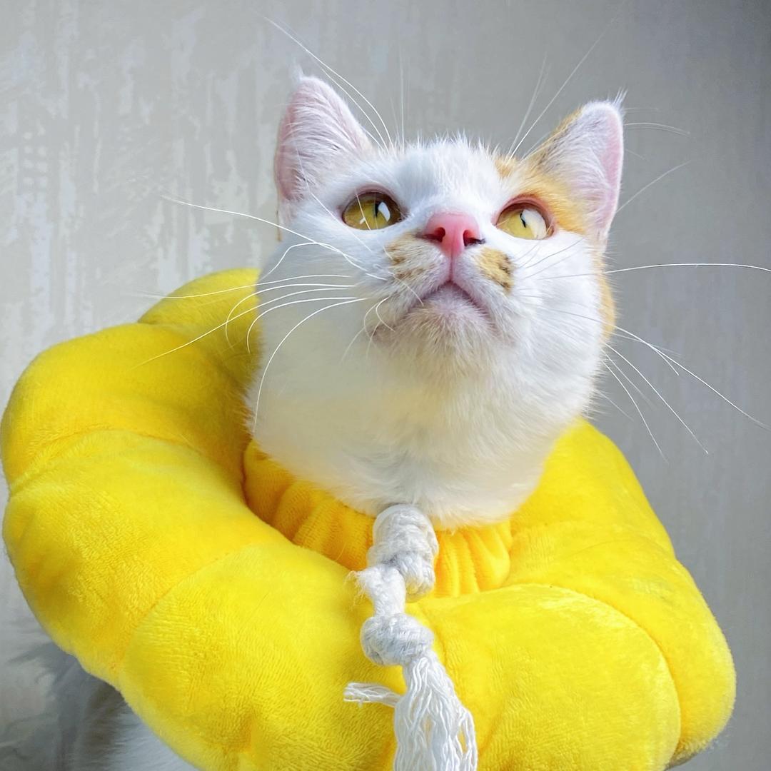 吃什么包满意😺
