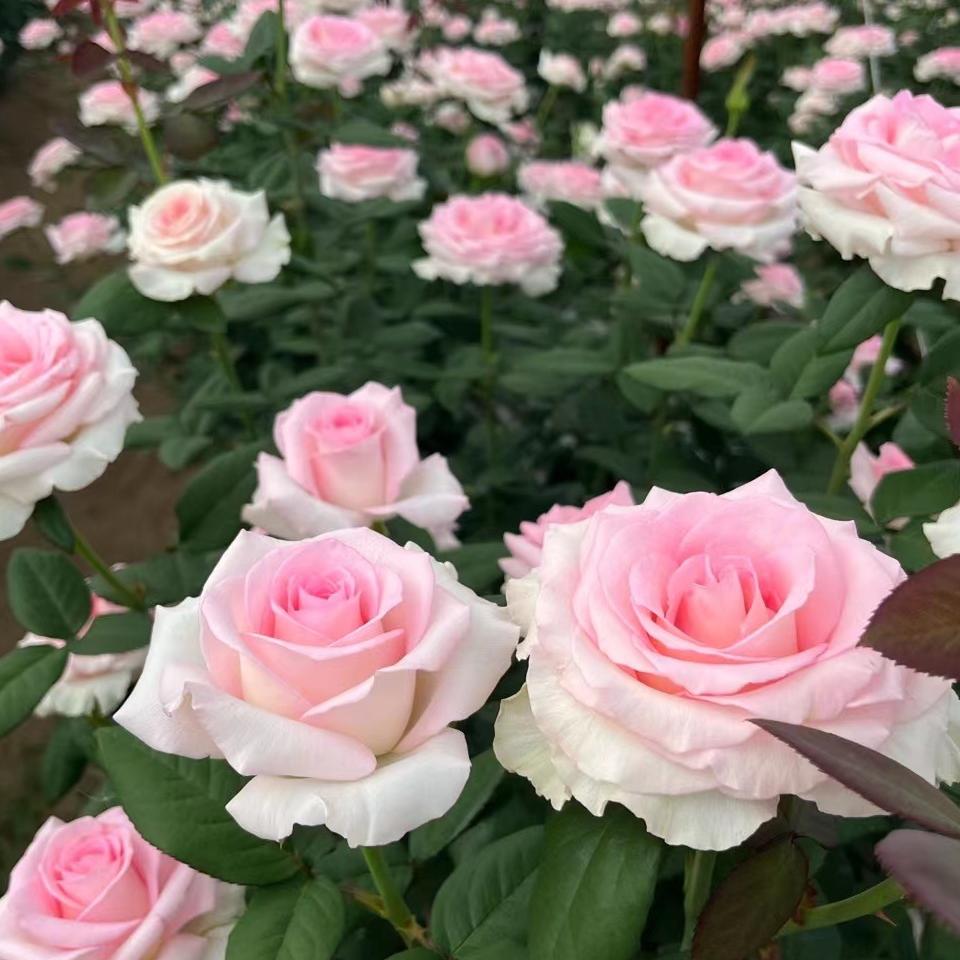 昆明绿植优选