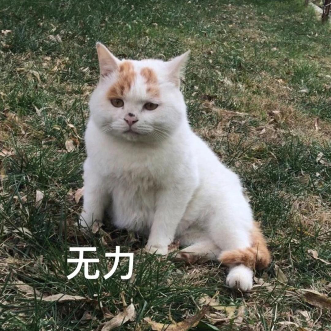喵啊