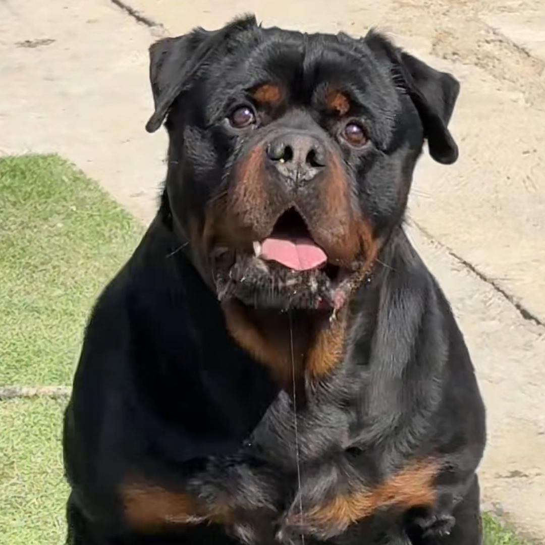 罗威纳飞龙犬舍