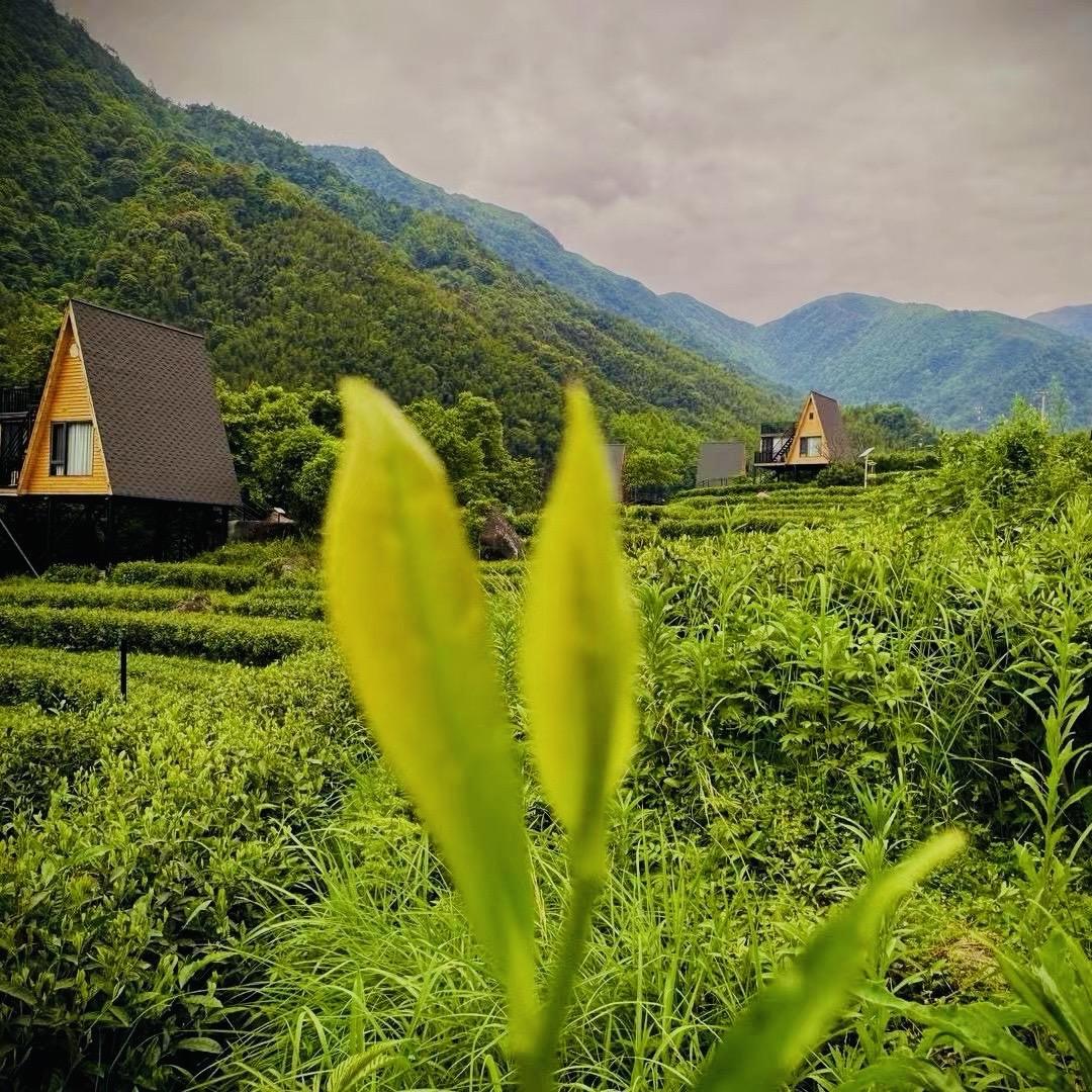 虔隆高山茶