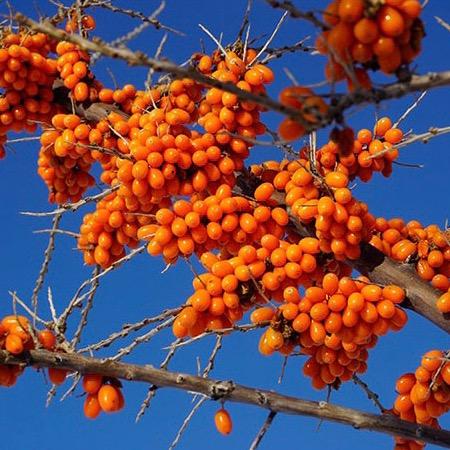 三叶果甜蜜果味（新疆特产）