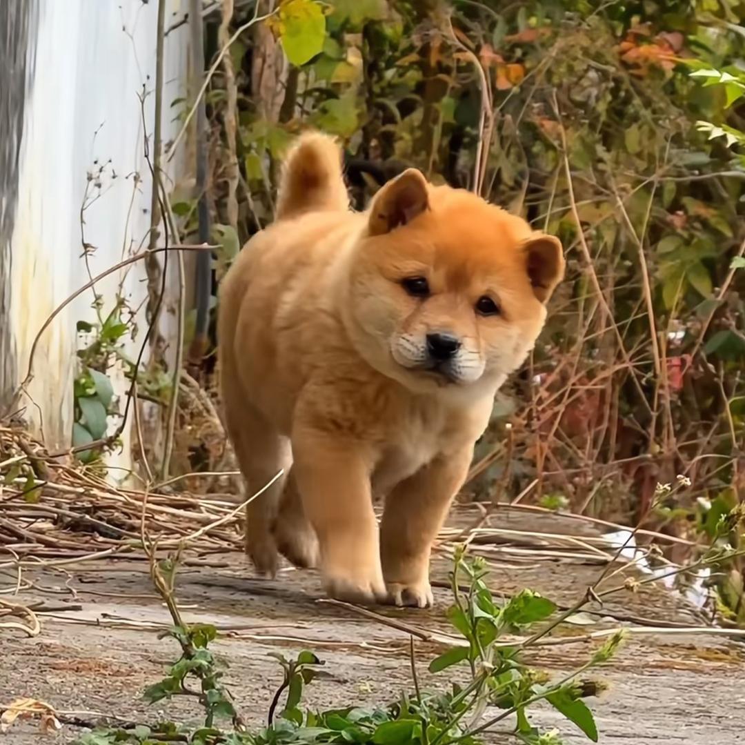 广西老表田园犬俱乐部🐕