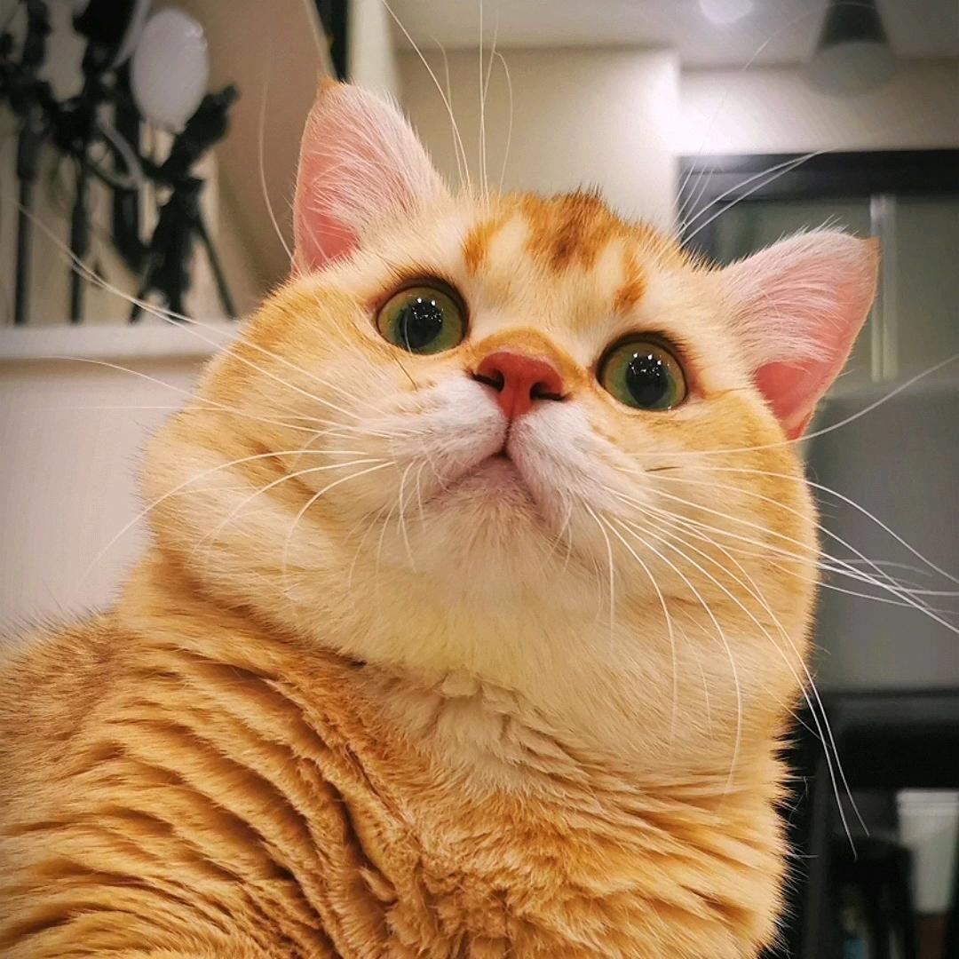 程小程