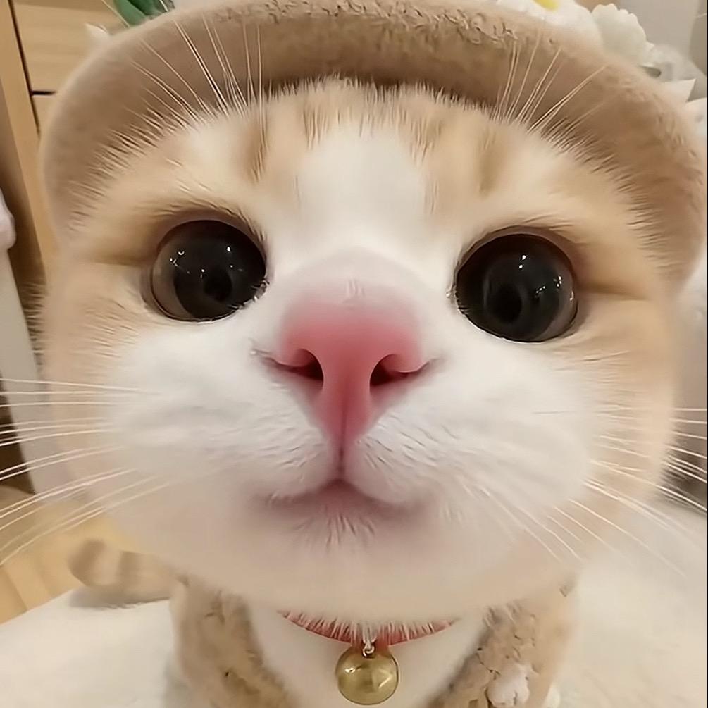 猫猫