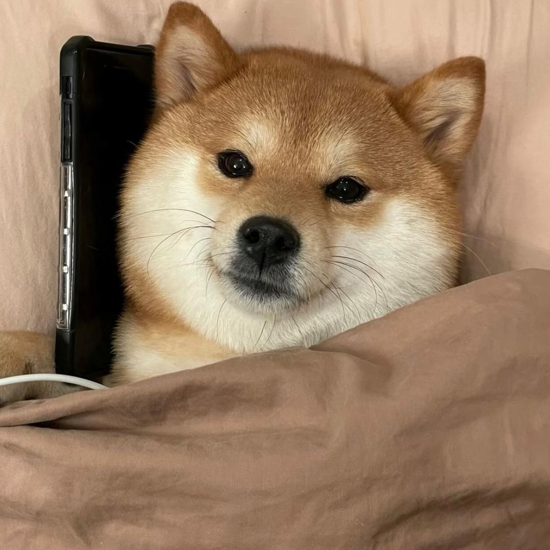 归属.