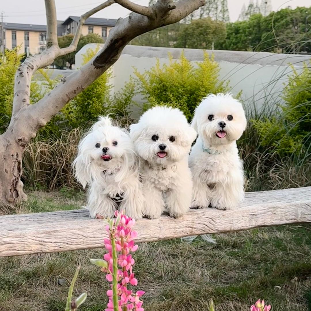 多米是只马尔比