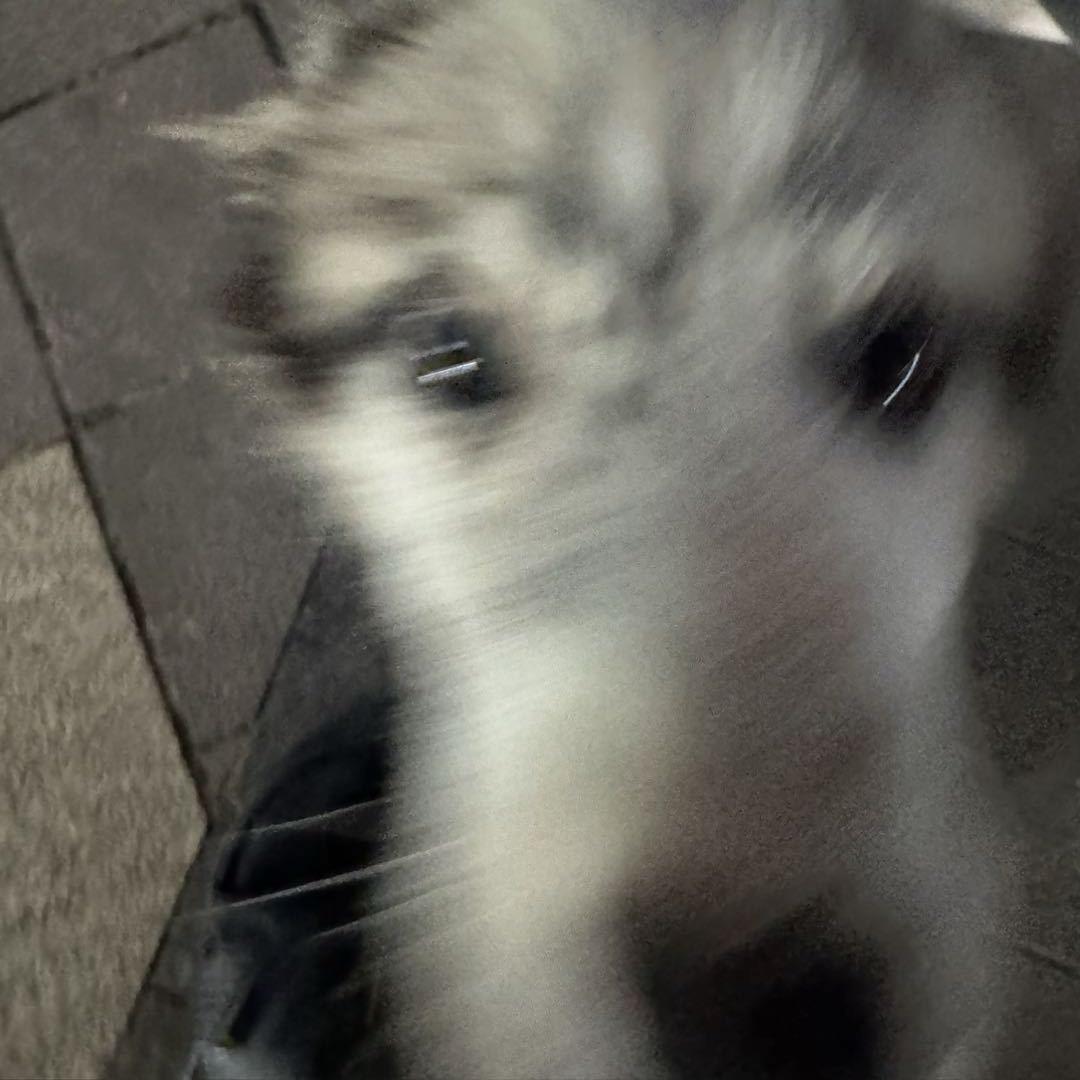 窝不吃吐司