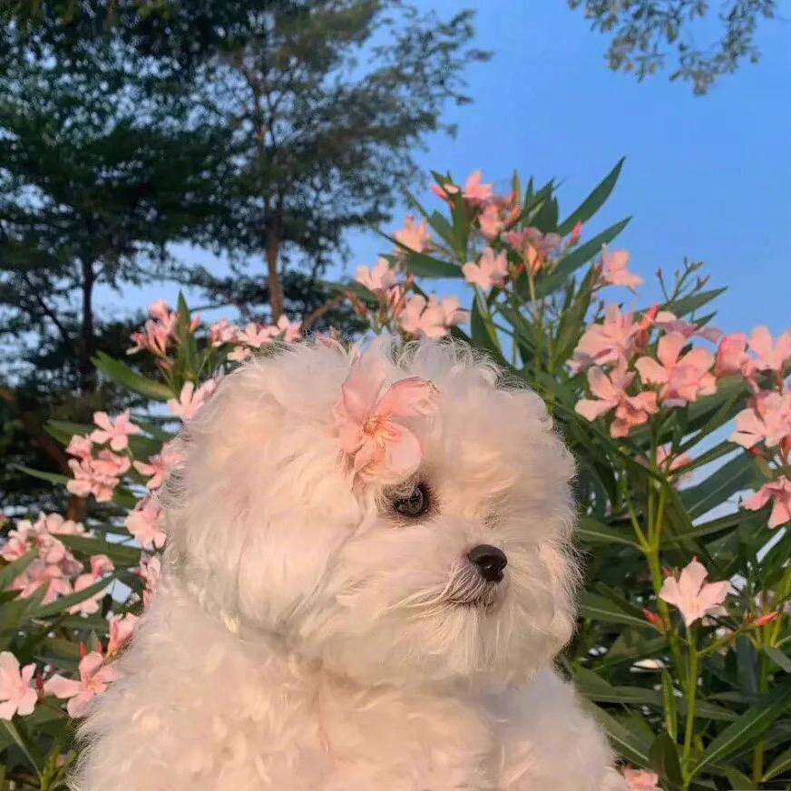碱水小丸子