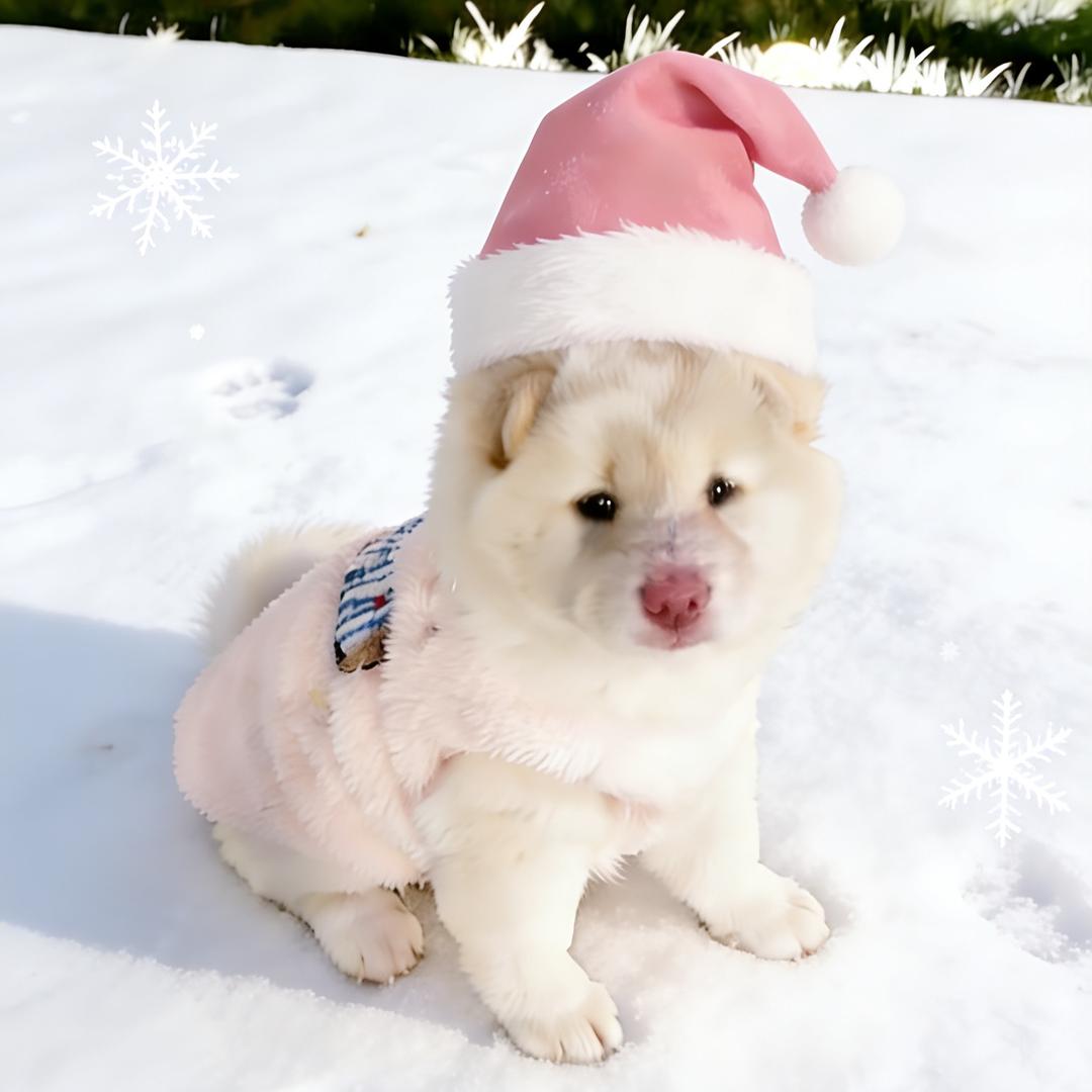 喜欢吃汉堡的小元宝