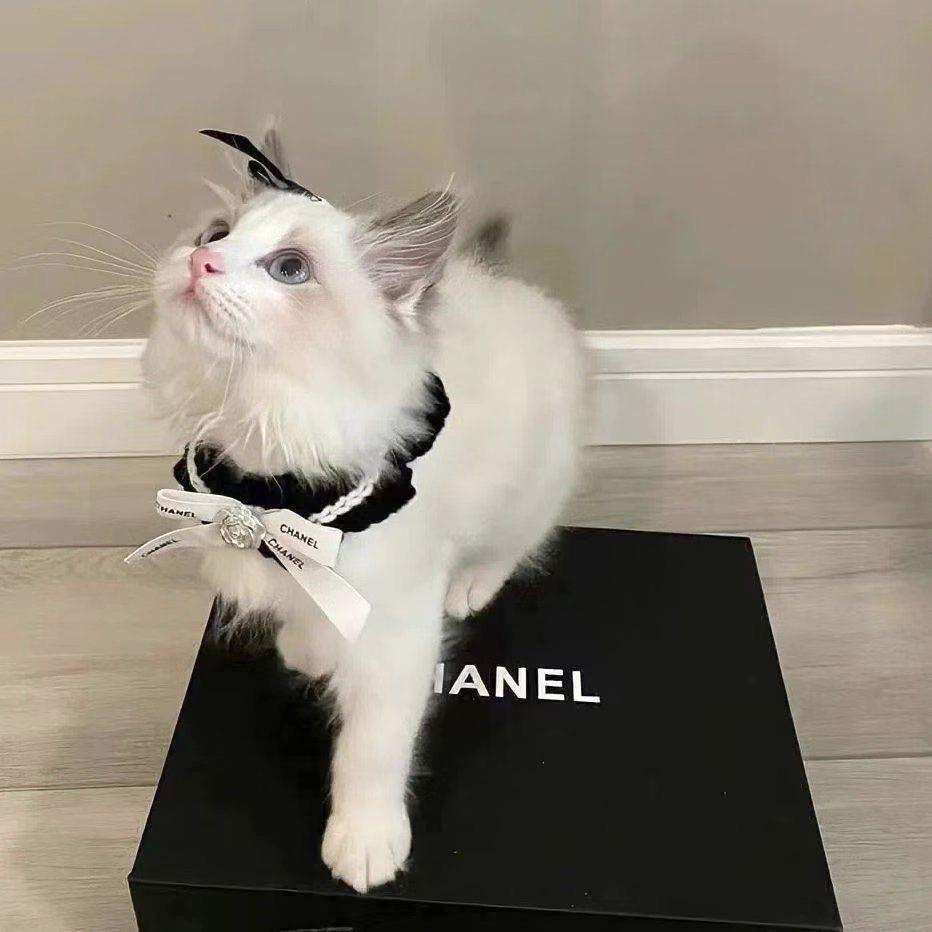 哈尼