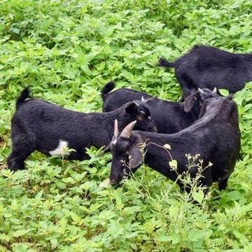 彝州黑山羊鲜肉坊