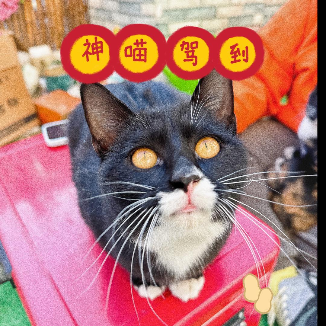 张小七的猫咪家族