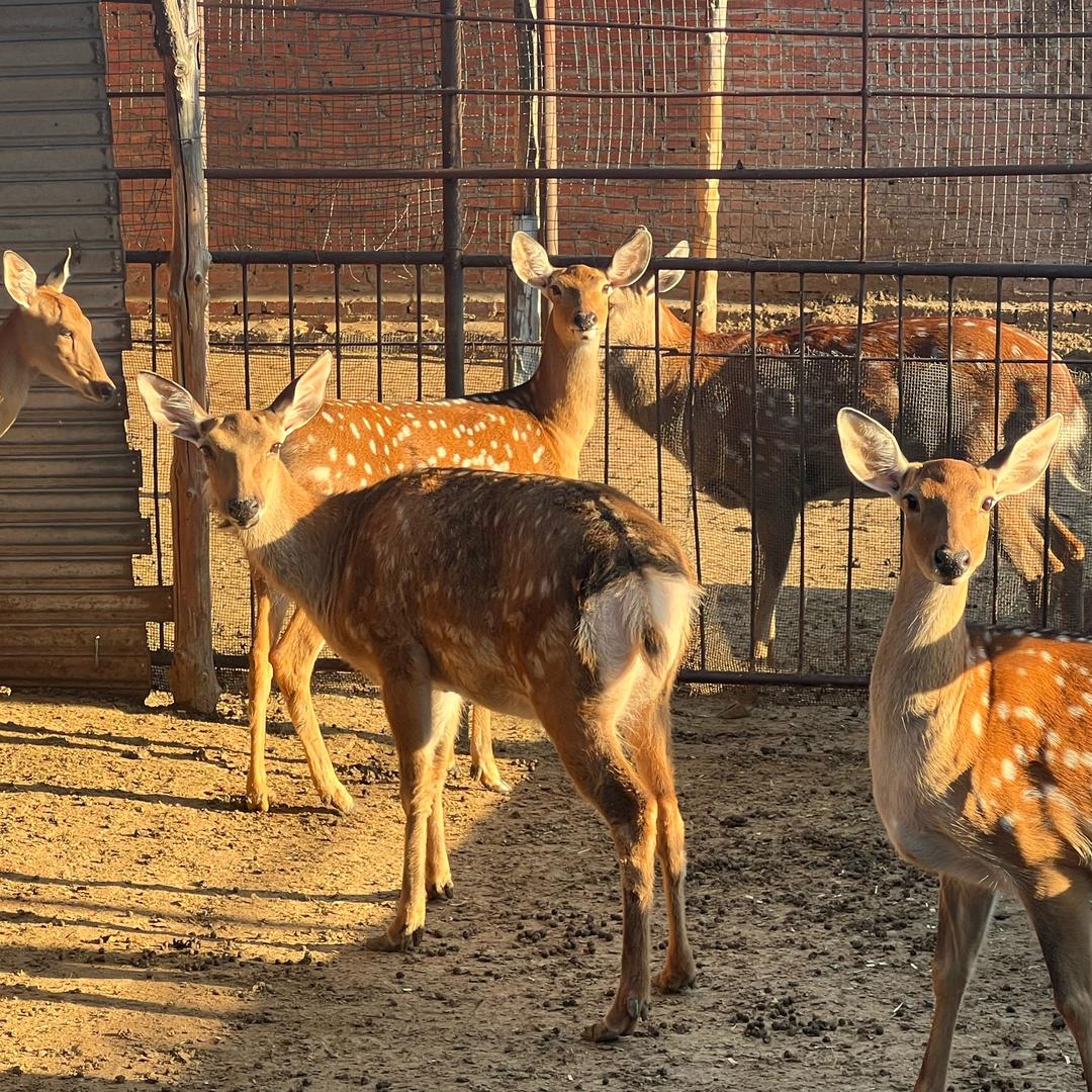 鹿乡小丽-鹿茸粉